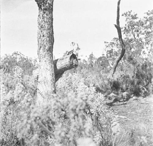 Beehive at Kaburomi, Mount Elgon