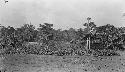 Structure with thatched roof among trees