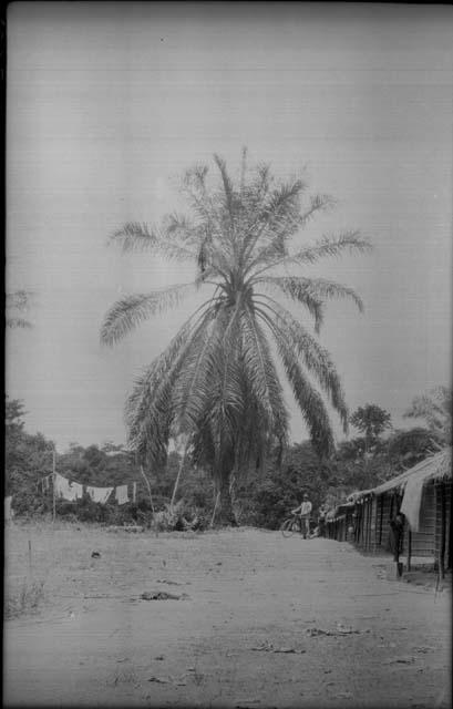 Large palm tree