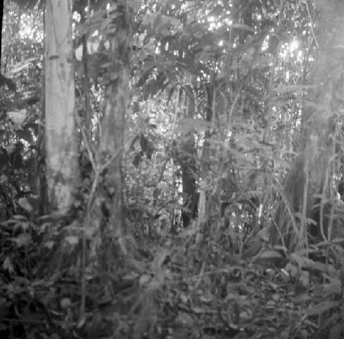 Size of second growth trees on site 1