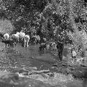 Masai watering cattle