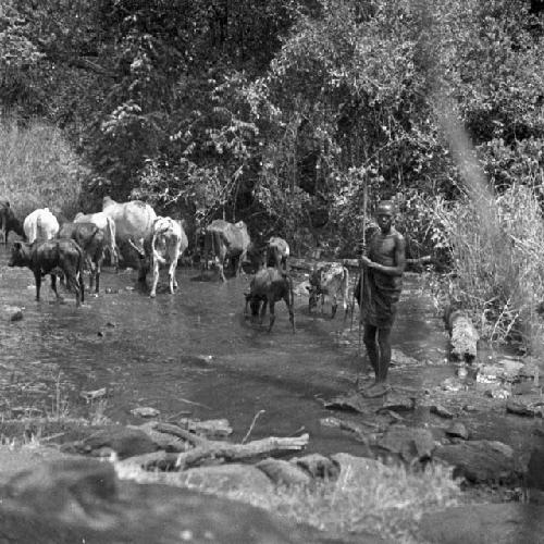 Masai watering cattle