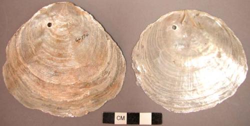 Shells used for window panes