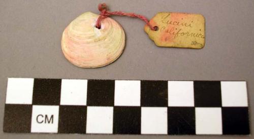 Shell, bivalve, Lucine, Lucinia californica