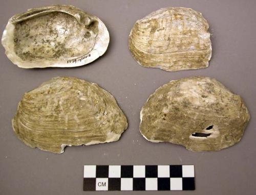 Shell, bivalve, Ellipio sloatamus, Lea