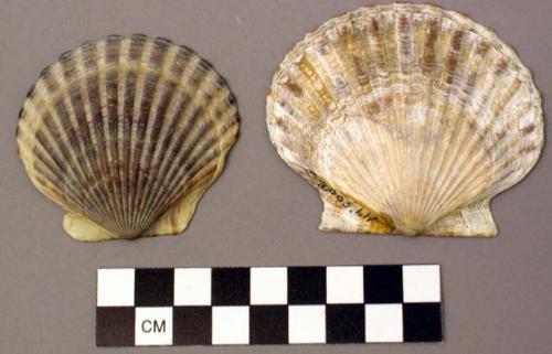 Shell, bivalve, scallop, Pecteu irradians