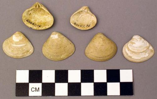 Shell, bivalve, Astarte, Astarte obruta Conrad