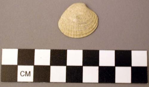 Shell, bivalve, small