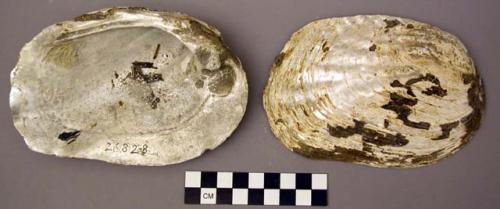 Shell, bivalve, large