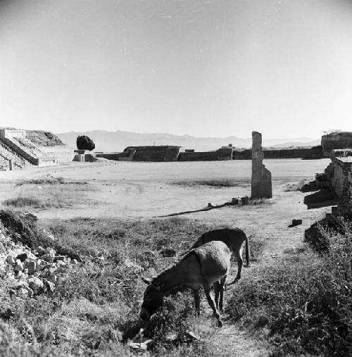 Plaza at Monte Alban