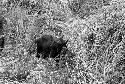 Black cow in the middle of piles of hay.