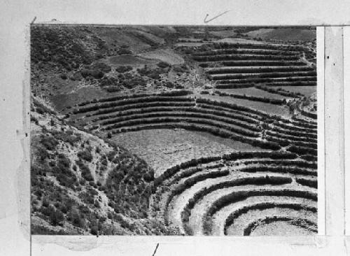 Circular terraces at Moray, looking west