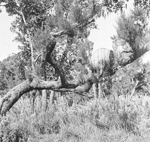 Beehives at Kaburomi, Mount Elgon