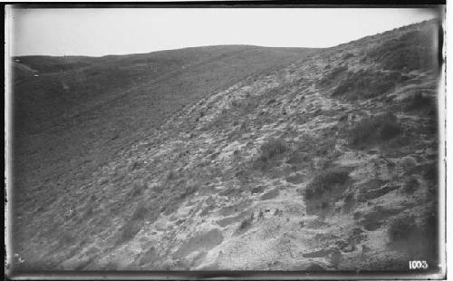 Cattle paths near Great Swamp