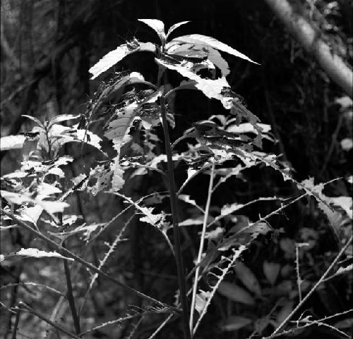 Plant with insects