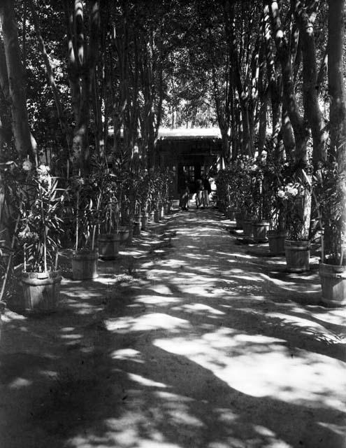 Garden, two rows of trees with potted plants alongside building