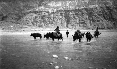 Crossing Shyok, several loaded yaks fording river