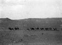 Camels near Kargaliq (Qarghaliq) [Yecheng], men on pack horses leading