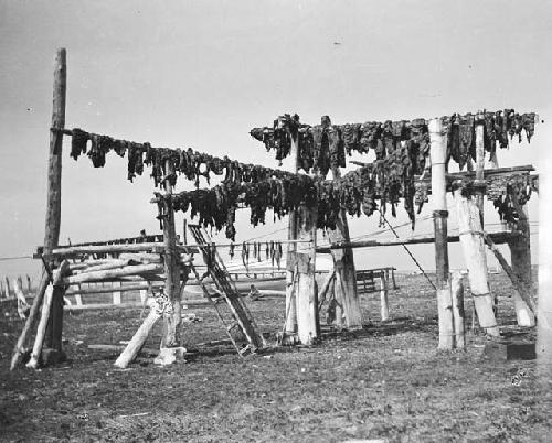 Seal and walrus meat hung on racks