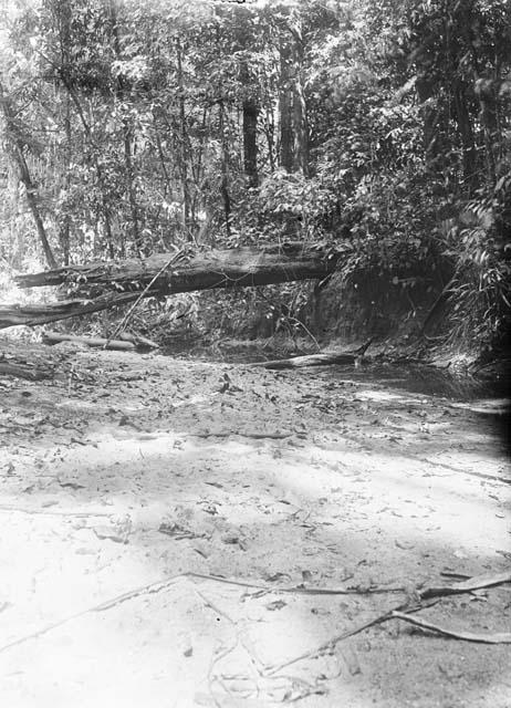 Bank of Barama River showing fallen trees