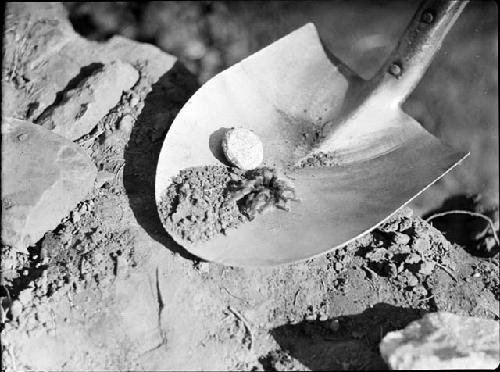 Tarantula and Egg Sac on Shovel