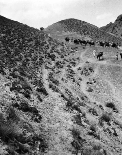 Pack horses reaching summit