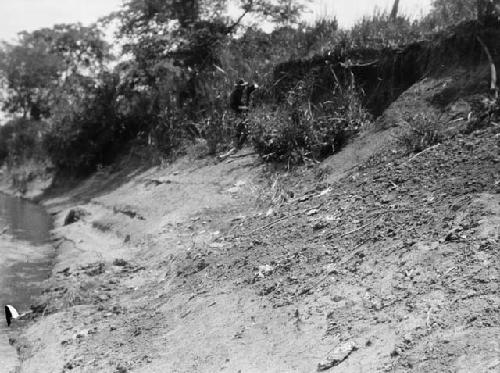 Dr. E. A. Hooton sherd hunting in the riverbank at Cocle