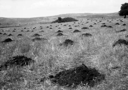 Blato Lapasnice, western tumulus, facing west, near Pirot