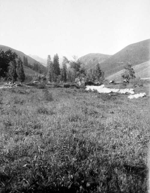 Camping place, spruce trees