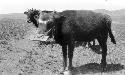 Calf with flat board muzzle to prevent calf suckling from calf's mother