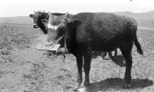 Calf with flat board muzzle to prevent calf suckling from calf's mother