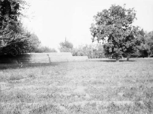 Sanju, oasis field with large trees and low mud structure in background