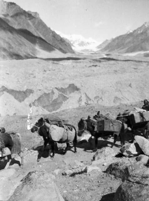 Owen Lattimore's caravan, Saser (Sasser) glacier