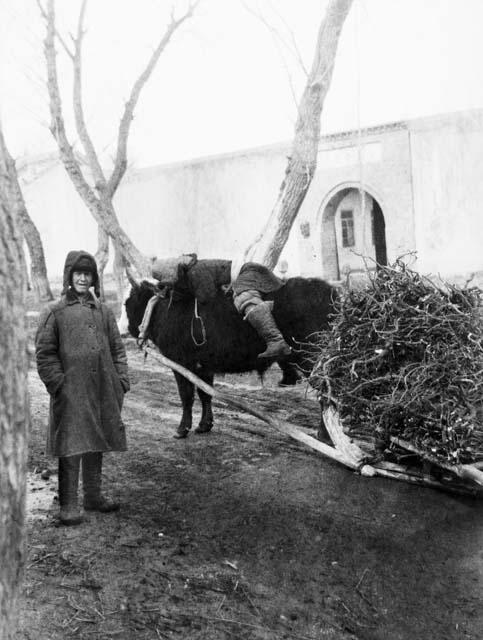 Boy on ox collecting fuel and another boy standing by large wall in background