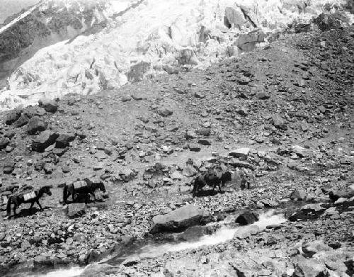 Man loading pack horses along stream in glacier