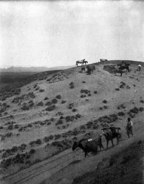 Men leading two pack horses