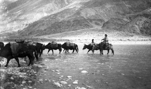 Crossing Shyok, several loaded yaks fording river