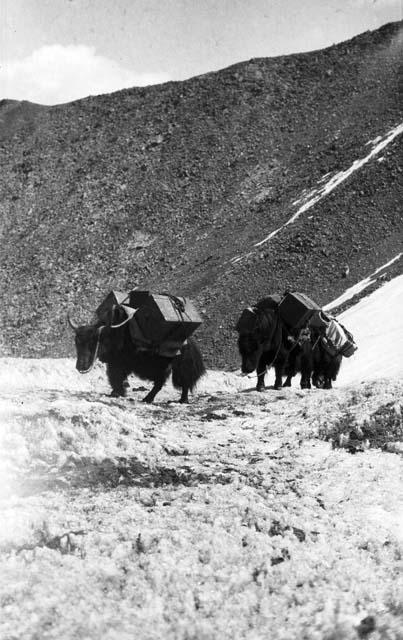 Khardong Pass, three loaded yaks