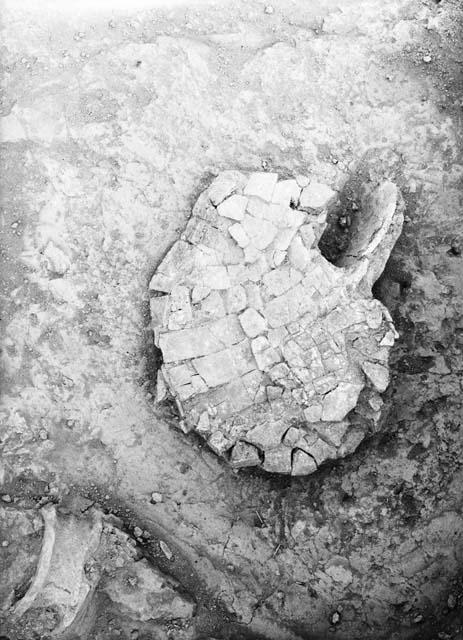 Tortoise shell - excavation 1-31, grave 1E, northeast section