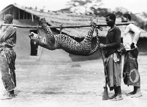 Leopard brought back from the hunt