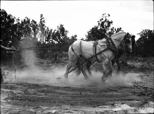 Team of Horses Pulling Trees