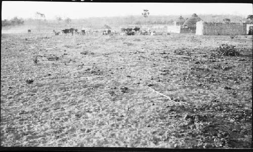 Cattle and village