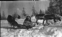 Deer harnessed to sleigh