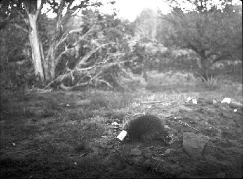 Porcupine With It's Head in Metal Can