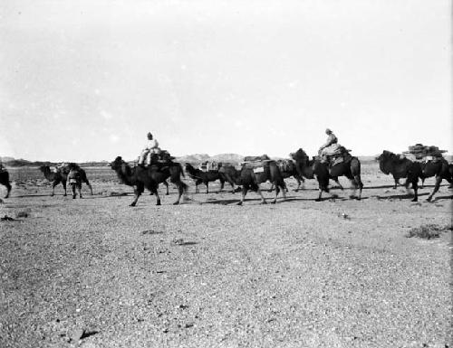 Mongol camel caravan