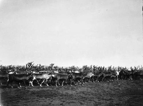 Deer herd in summer