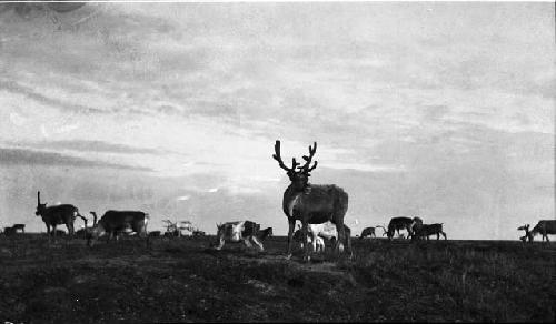 Reindeer grazing on tundra