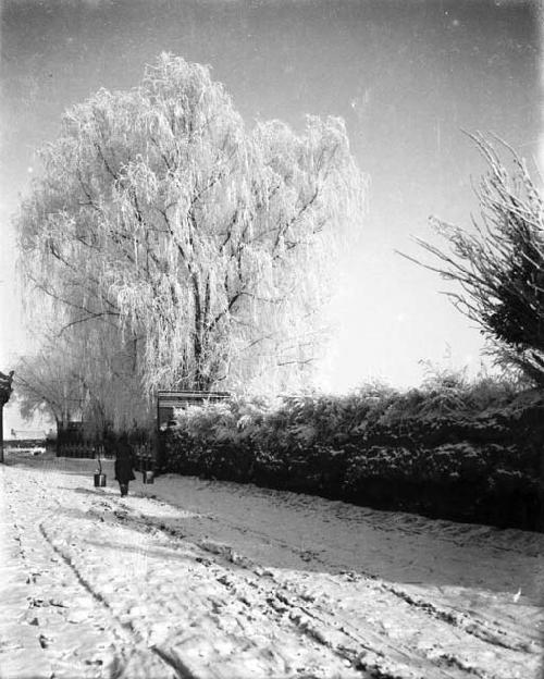 Wulakai water carrier, frosted willows covered in snow