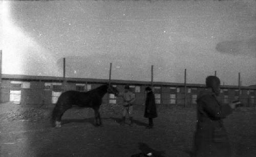 Turpans washing horses