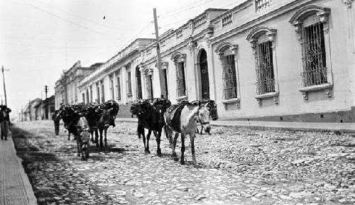 Mules with bundles of sticks